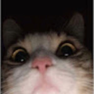 Meet your Posher, Gracee